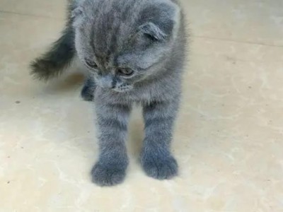 蓝猫弟弟蓝猫弟弟仅此一只，猫妈的独生子，性格温柔黏人，模样​‌‌呆萌可爱，已做一针疫苗，280有喜欢的联系图3