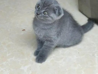 蓝猫弟弟蓝猫弟弟仅此一只，猫妈的独生子，性格温柔黏人，模样​‌‌呆萌可爱，已做一针疫苗，280有喜欢的联系图2